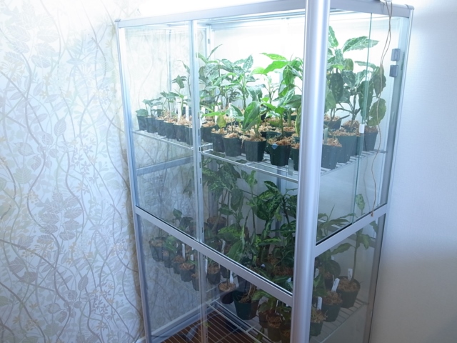 Pica社のガラス温室に並べてみた。 : ホシクサとクリプトコリネと