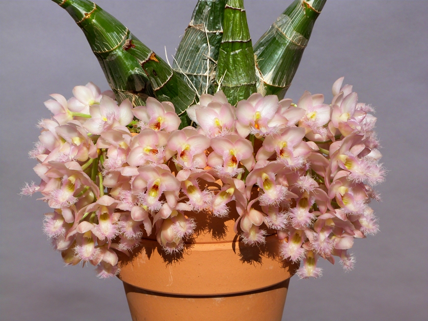 Clowesia Grace Dunn 'Chadds Ford' : 花咲か父さん 洋らん栽培