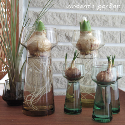 Holmegaard Celebrateで育てるヒヤシンスの今。 : ぶいくんの庭