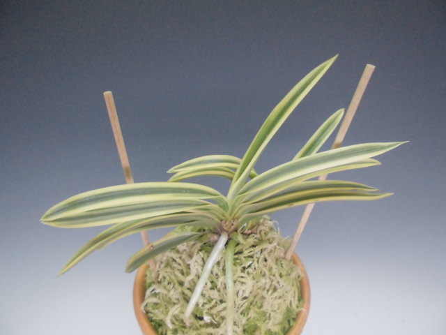 富貴蘭 湖東覆輪 : DREAM GRASSES