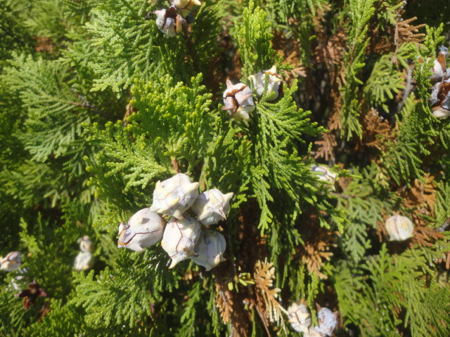 檜葉（ひば）」の実と種…2014/10/24 : 徳ちゃん便り