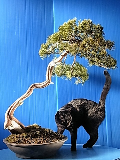 大品文人真柏 : bonsai英樹