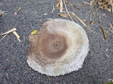 クジラの骨がお出迎え : 今日も渚で日が暮れて