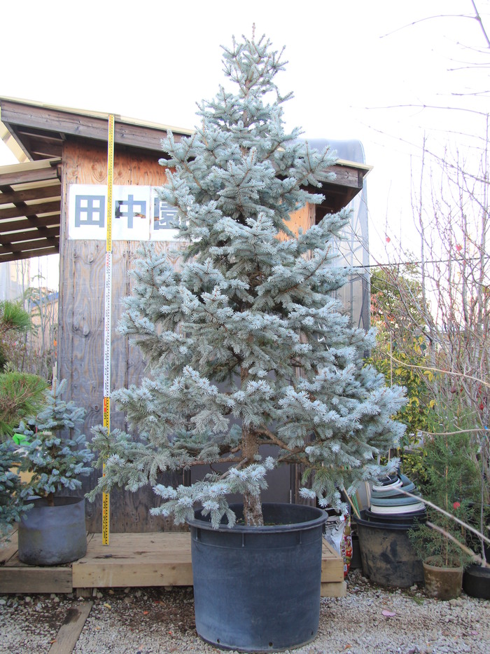 プンゲンストウヒ・ホプシー 販売 画像 写真 値段 価格 庭木 安行 植木