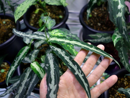 Ag/A.雷切 (LA ♯1 : LIFE+aq→