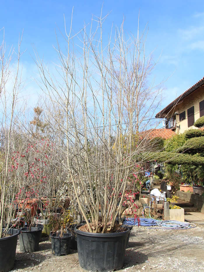 アオハダ 山採り 本株立ち 青膚 青肌 希少 貴重 販売 画像 写真 価格