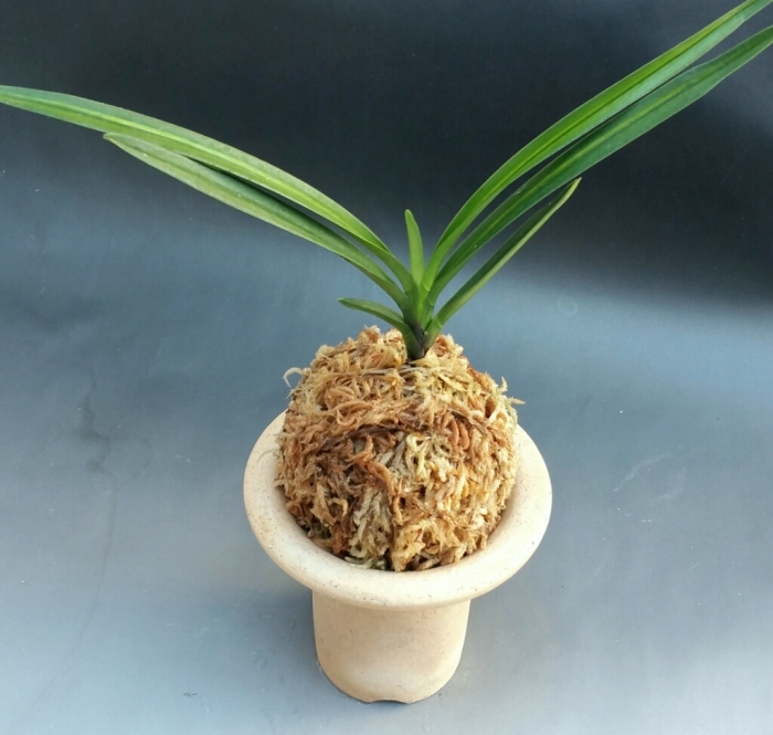 湖東錦のご紹介です。 : □ サムライ オーキッド □ 富貴蘭 セレクト