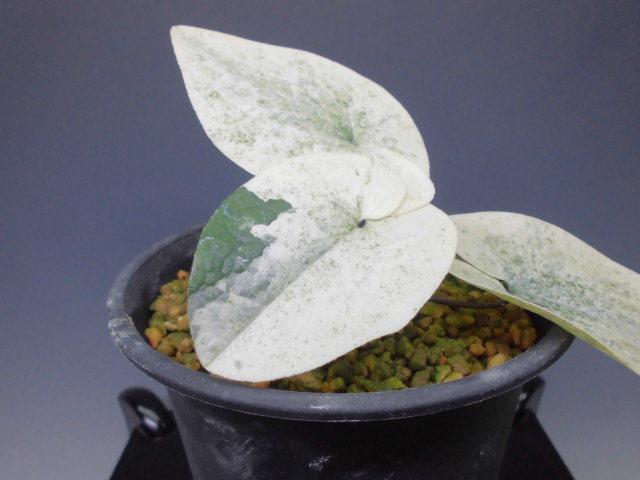 タマノカンアオイ 希少な銘品「多摩の誉」 富貴蘭 山野草 【公式通販】