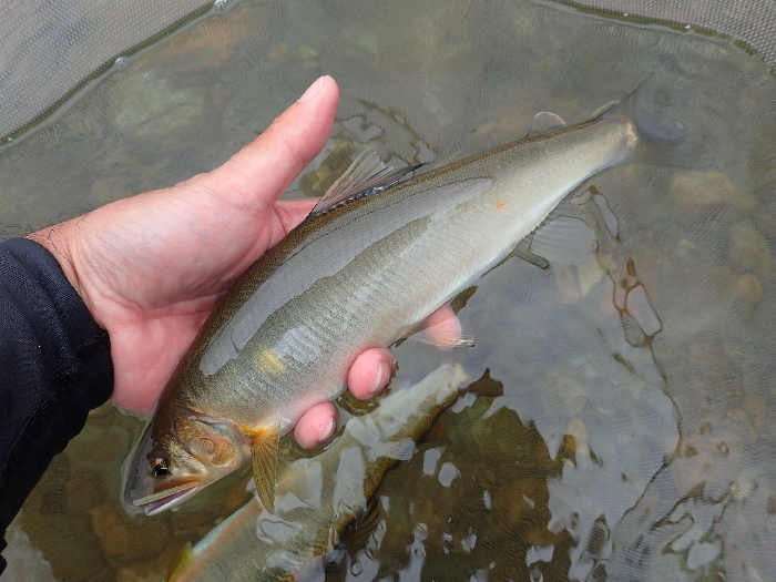 龍神竿90 急瀬Tough Power MOSA」 : STREAMSIDE