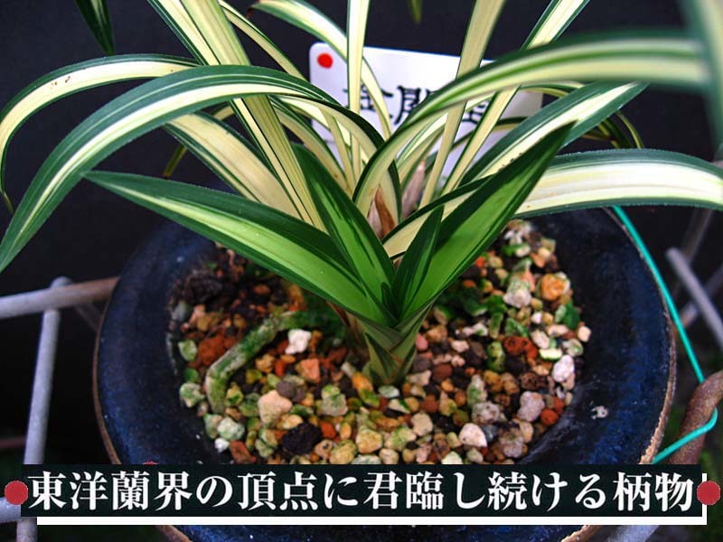 金閣宝 No.582 : 風来記 東洋蘭風来記 春蘭 中国春蘭 植木鉢 中国蘭