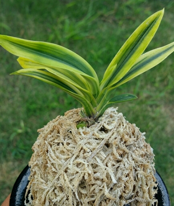 大観 : □ サムライ オーキッド □ 富貴蘭 セレクトショップ MAIL