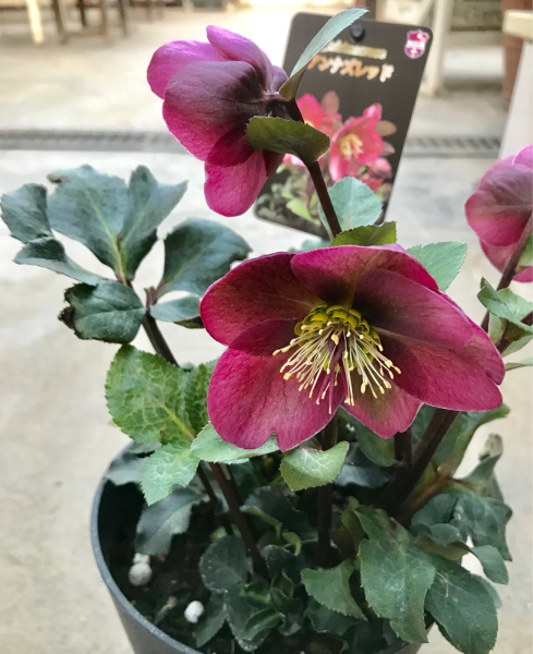 クリスマスローズ アンナズレッド : さにべるスタッフblog -Sunny