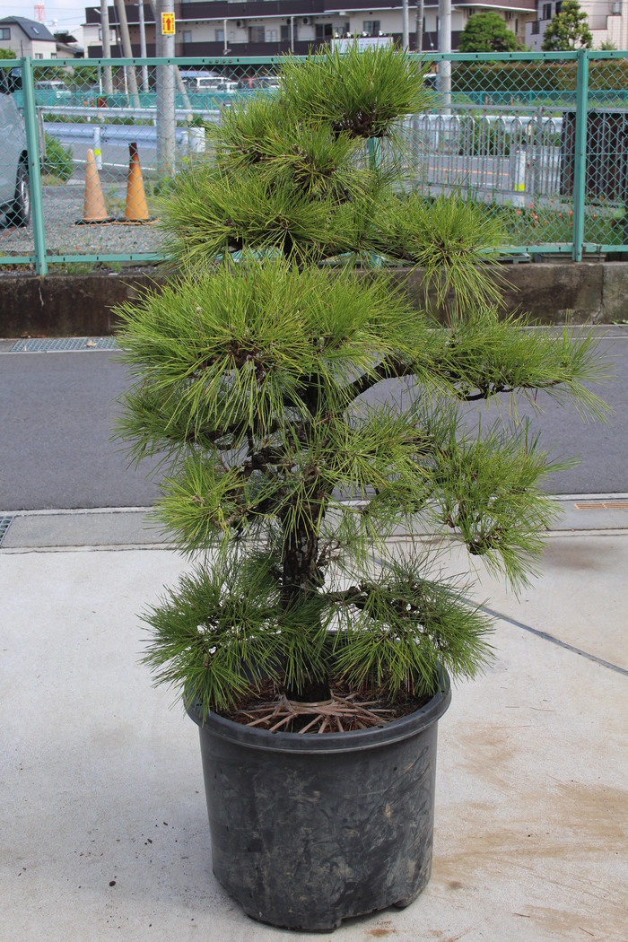 黒松 クロマツ 門かぶり仕立て 販売 画像 写真 価格 値段 庭木 安行