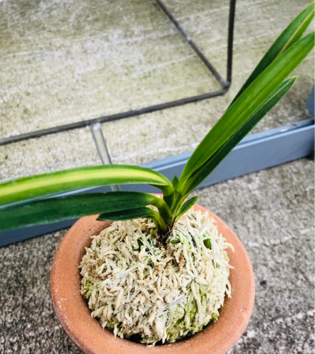 建国の縞 : □ サムライ オーキッド □ 富貴蘭 セレクトショップ MAIL