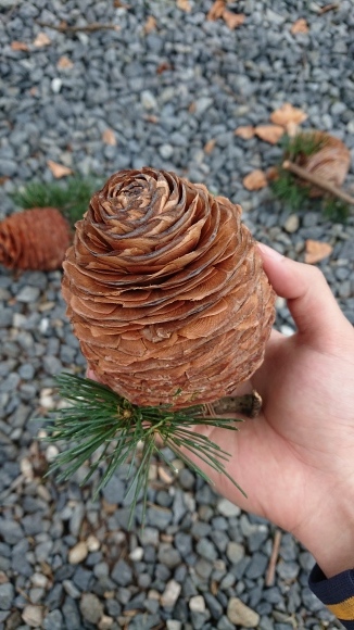 杉ぼっくり(仮)」 : 東浦の葡萄屋 石田農園の作業日記