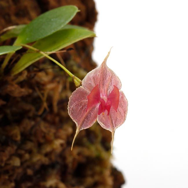 New arrival plants | 新掲載植物 レパンテス、トリセテラなどの小型着