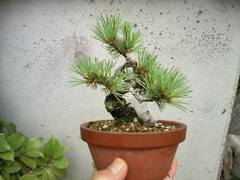 五葉松「葵」のミニ盆栽仕立て : 盆栽便り