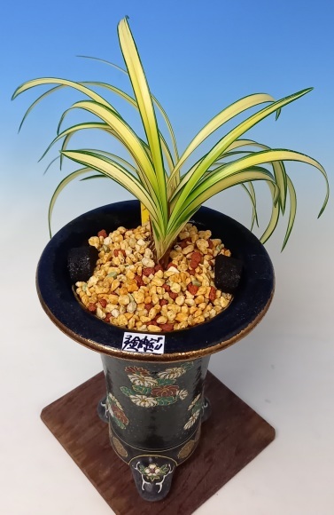 日本春蘭 金閣宝 : 蘭万園日記