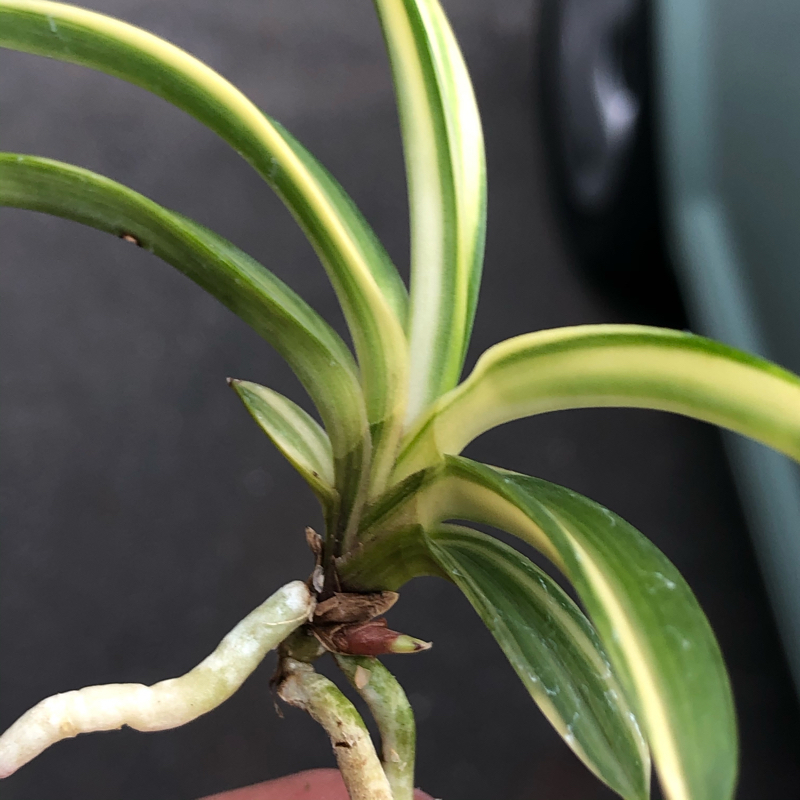 不老白 : □ サムライ オーキッド □ 富貴蘭 セレクトショップ MAIL