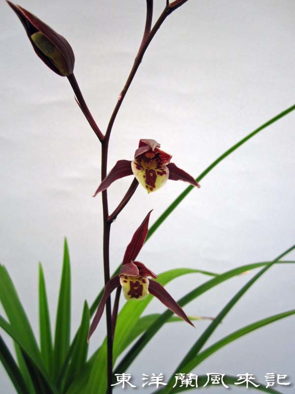 寒蘭「日向の誉」 No．2064 : 東洋蘭風来記奥部屋