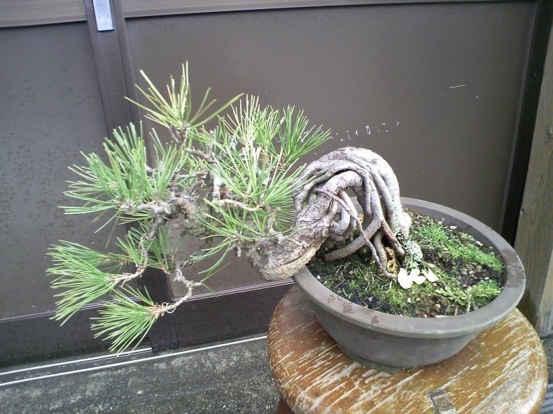 黒松根上りの半懸崖古葉取り : 盆栽便り