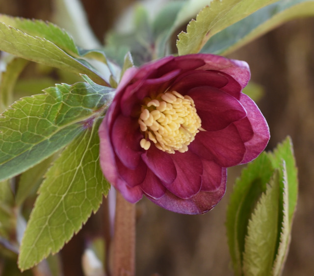 第2回 大木ナーサリー クリスマスローズの販売 : 咲季山草軒