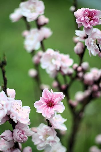 特殊レンズ・スーパーマニアックス（65）YASHICA ML レンズ : 【匠の