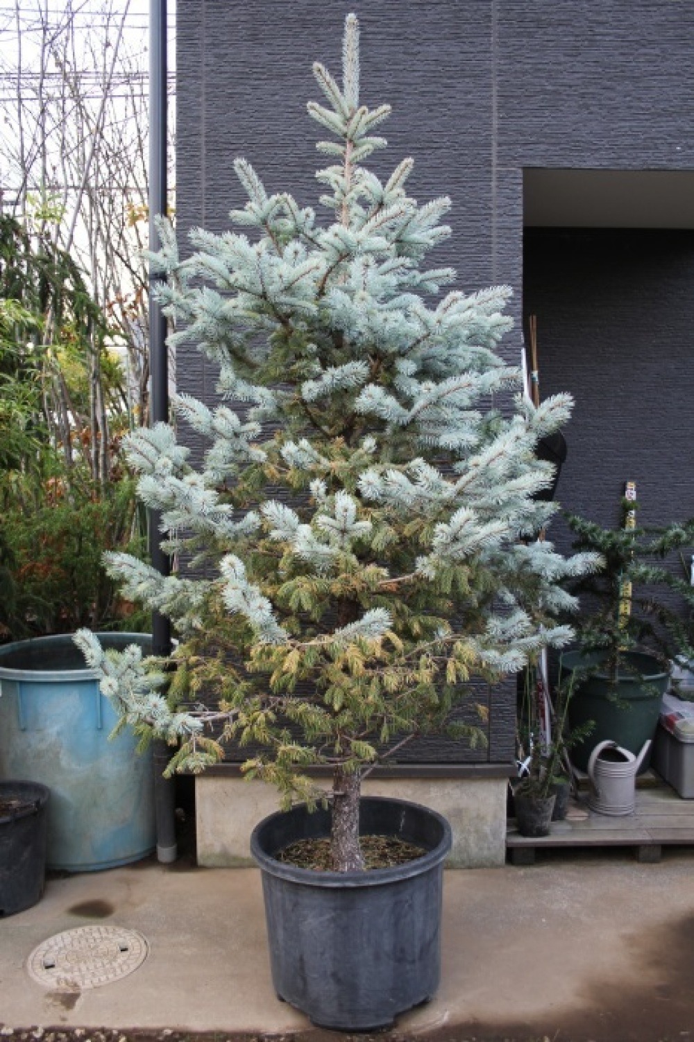 プンゲンストウヒ・ホプシー 輸入苗 美品 美樹形 販売 画像 写真 値段