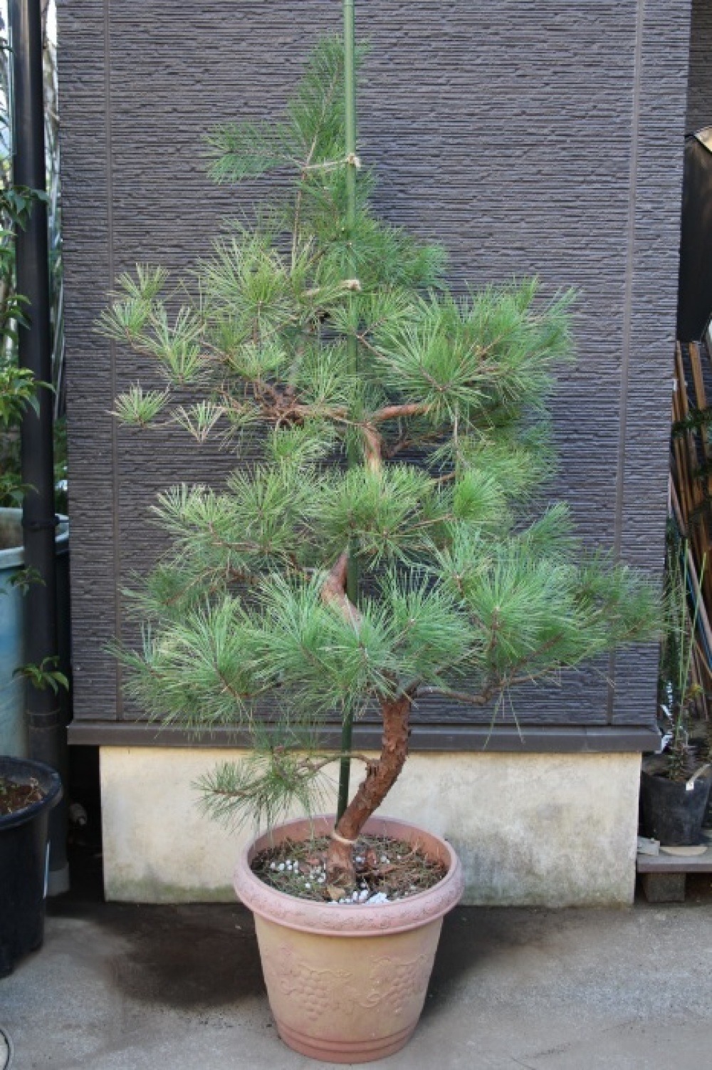 テンモクショウ 天目松 枝垂れ赤松 仕立物 極上品 販売 画像 写真 値段