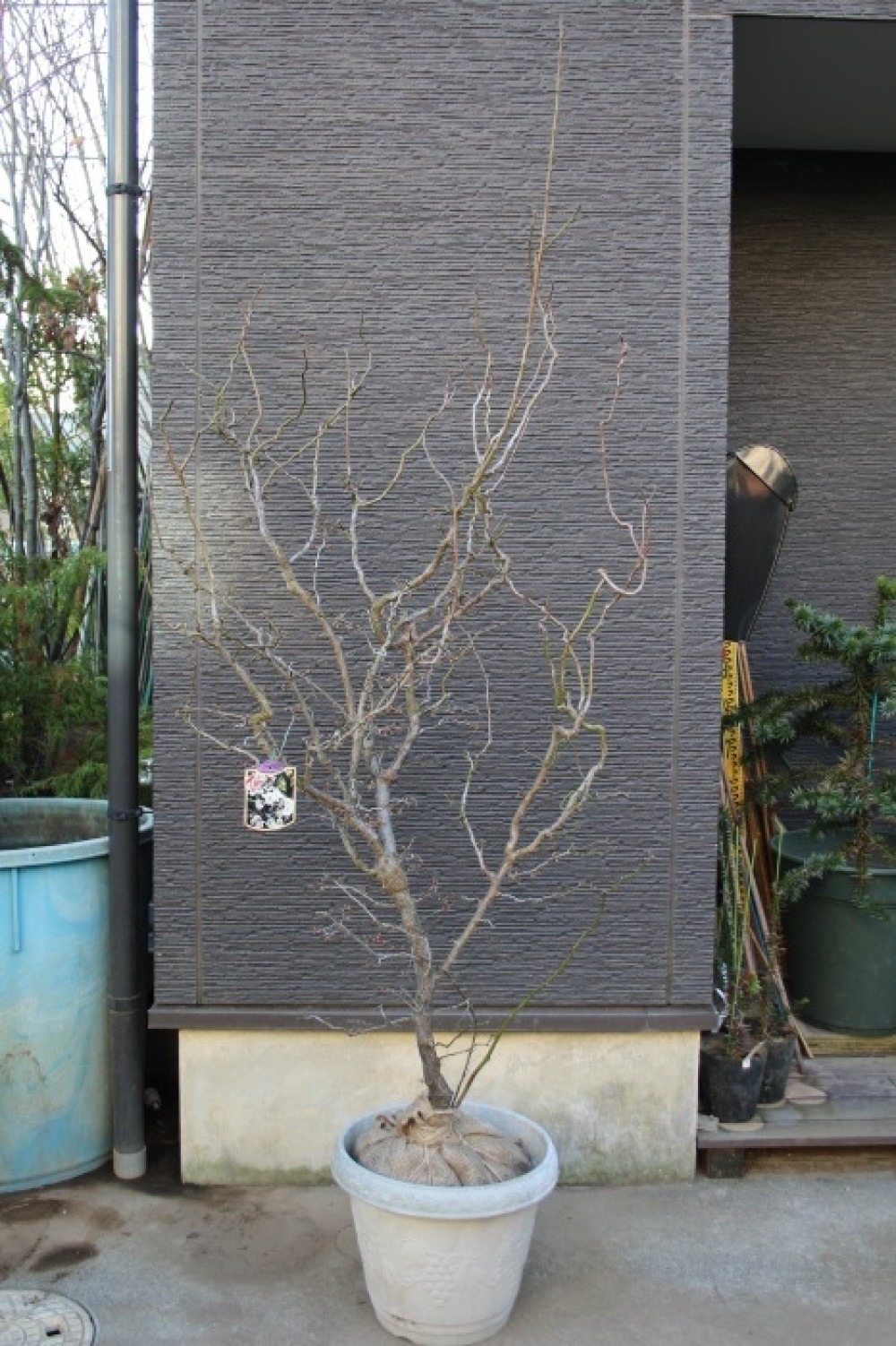 ウンリュウバイ 雲竜梅 花梅 販売 画像 写真 価格 値段 庭木 安行 植木