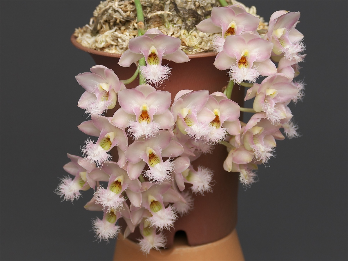 Clowesia (Cl.) Grace Dunn 'Beaver Valley' : 花咲かじいちゃん洋らん栽培