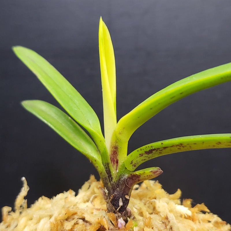 富貴蘭 金牡丹 山口 : 富貴蘭チャンネル