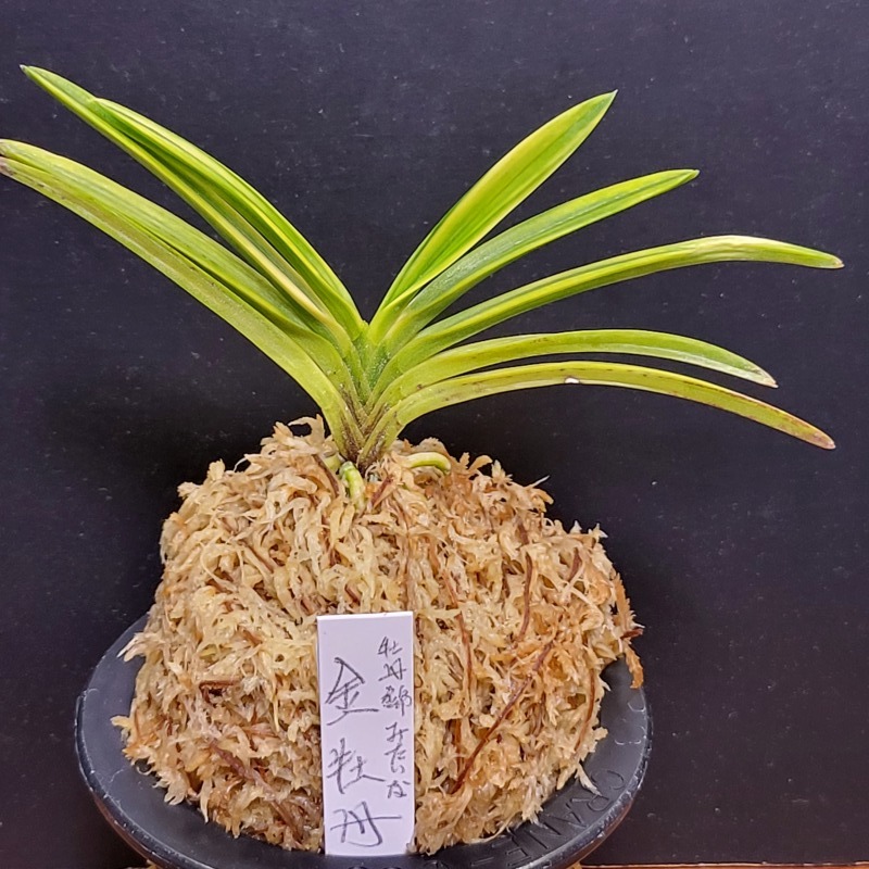 富貴蘭 金牡丹縞 : 富貴蘭チャンネル