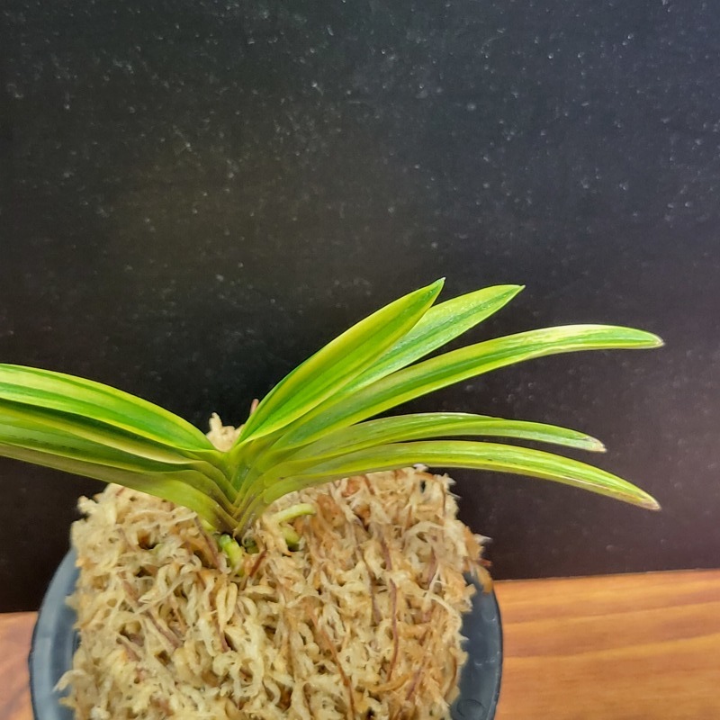 富貴蘭 金牡丹縞 : 富貴蘭チャンネル