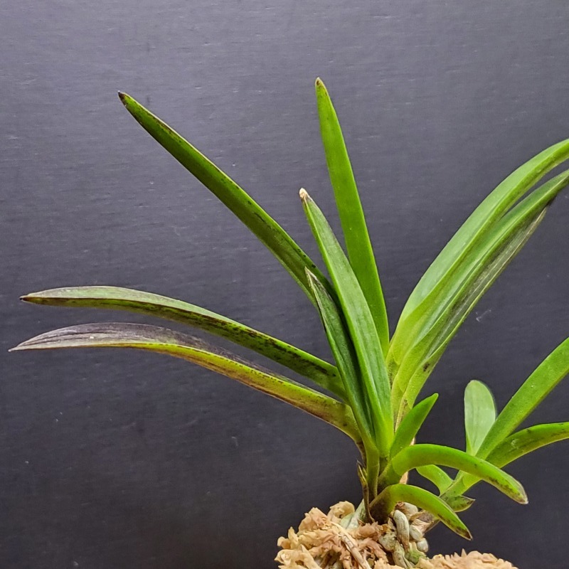 富貴蘭 黒牡丹 : 富貴蘭チャンネル