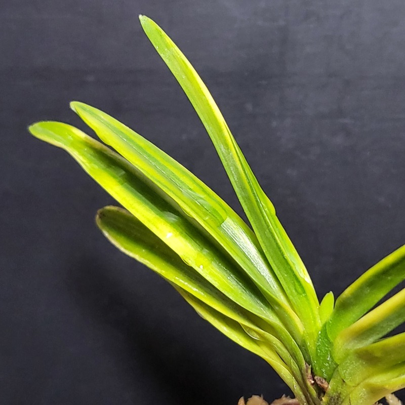 富貴蘭 金牡丹縞 : 富貴蘭チャンネル