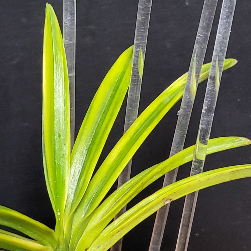 富貴蘭 金牡丹縞 : 富貴蘭チャンネル