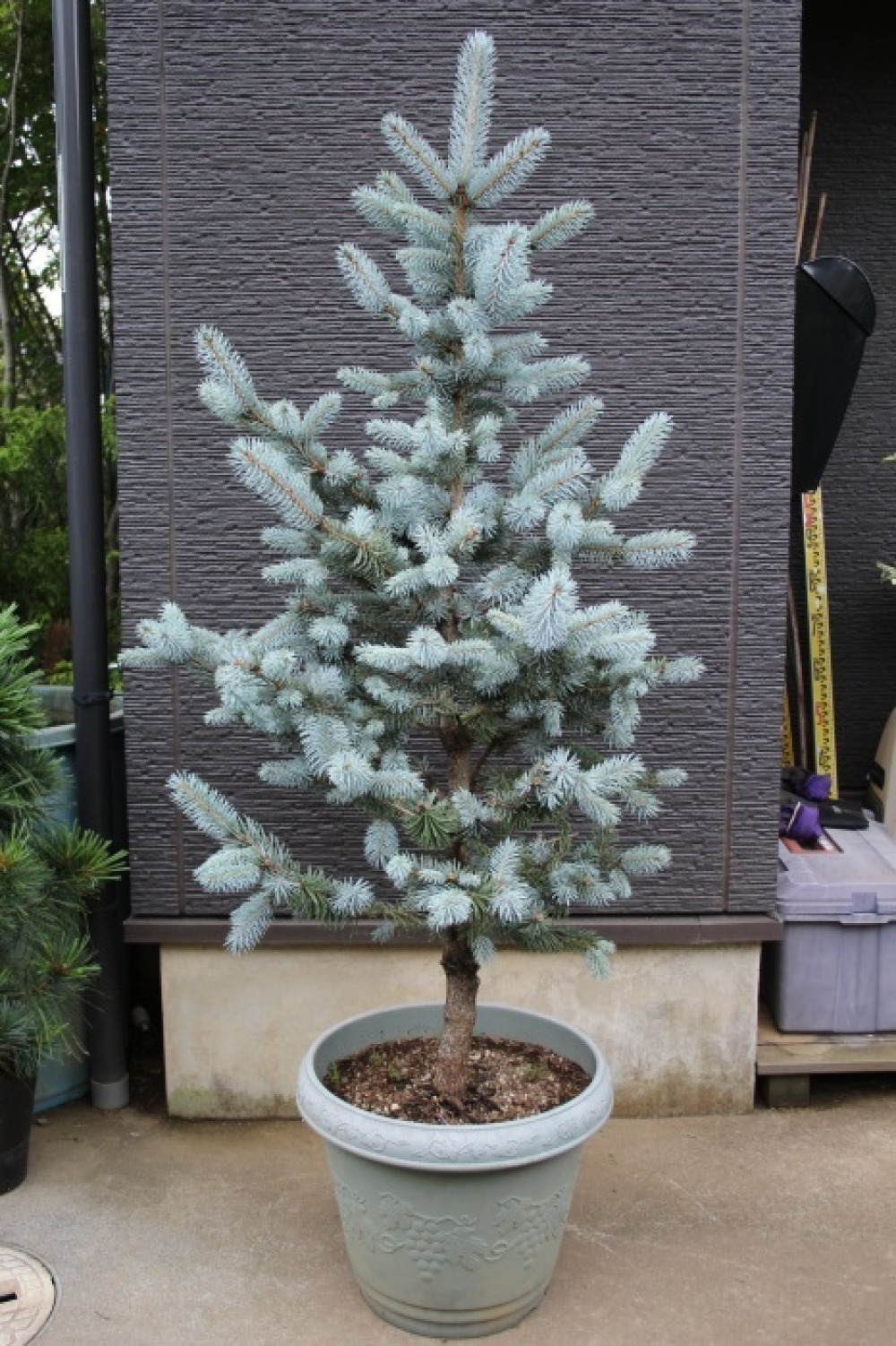 プンゲンストウヒ・ホプシー 販売 画像 写真 値段 価格 庭木 安行 植木