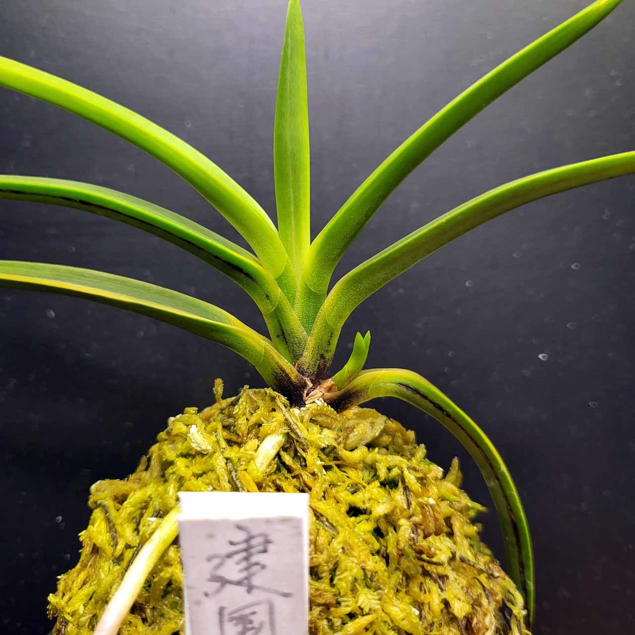 富貴蘭 建国系ルビー根 : 富貴蘭チャンネル