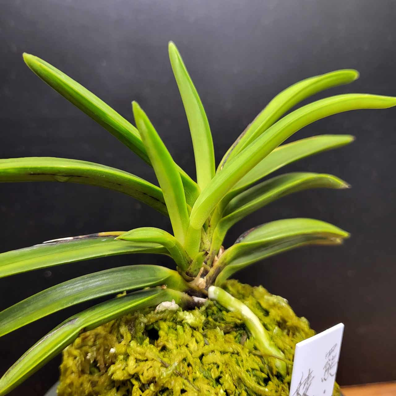 富貴蘭 ルビー根考 : 富貴蘭チャンネル 富貴蘭「総ルビー根翠華殿