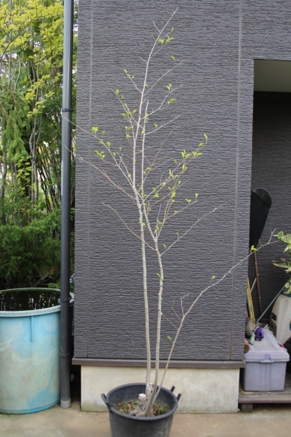 アオハダ 山採り 本株立ち 青膚 青肌 希少 販売 画像 写真 価格 値段