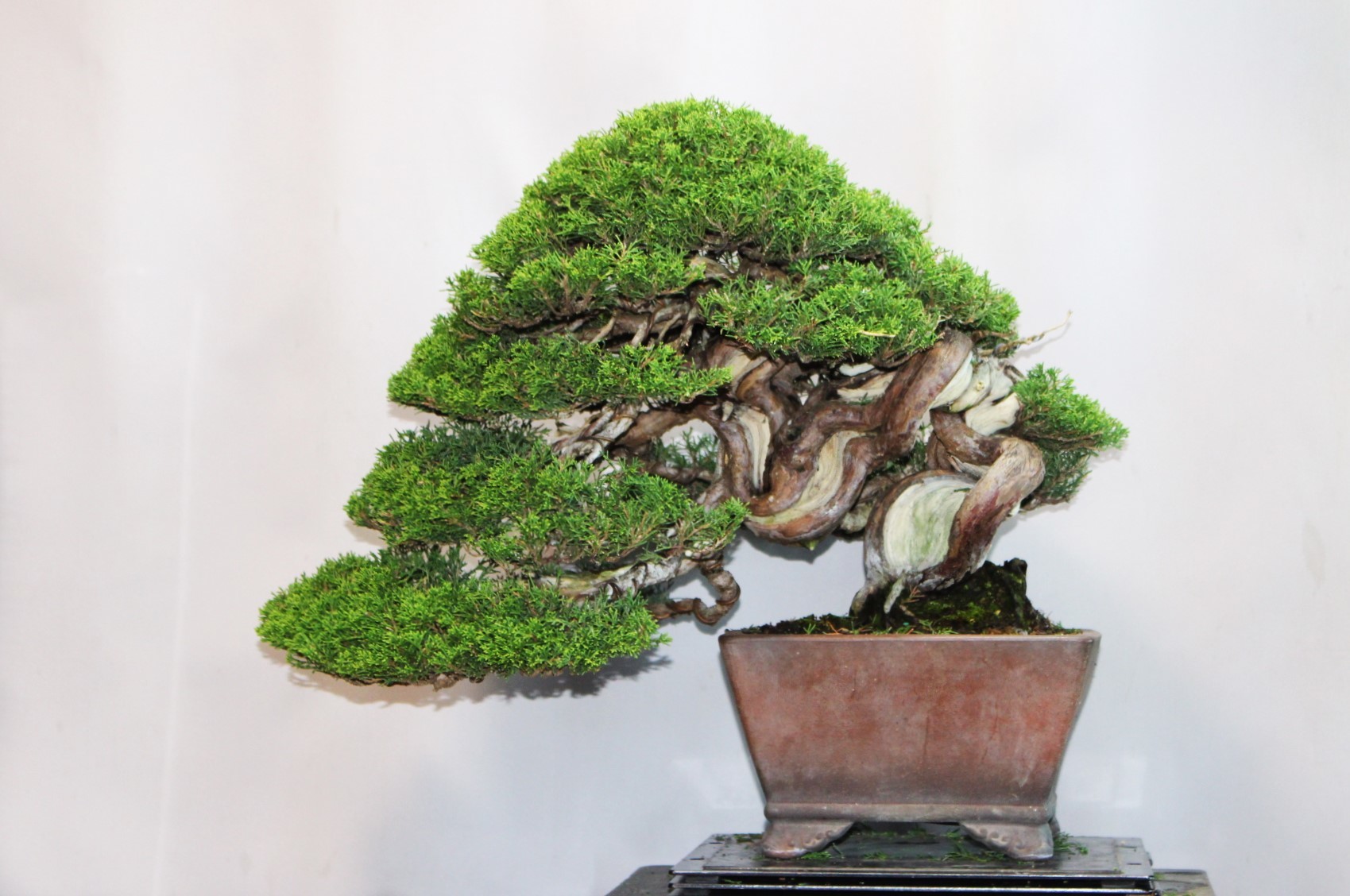 真柏の棚分け : 雨宮園 ～盆栽・山野草・陶芸～ 趣味が仕事でも・・・