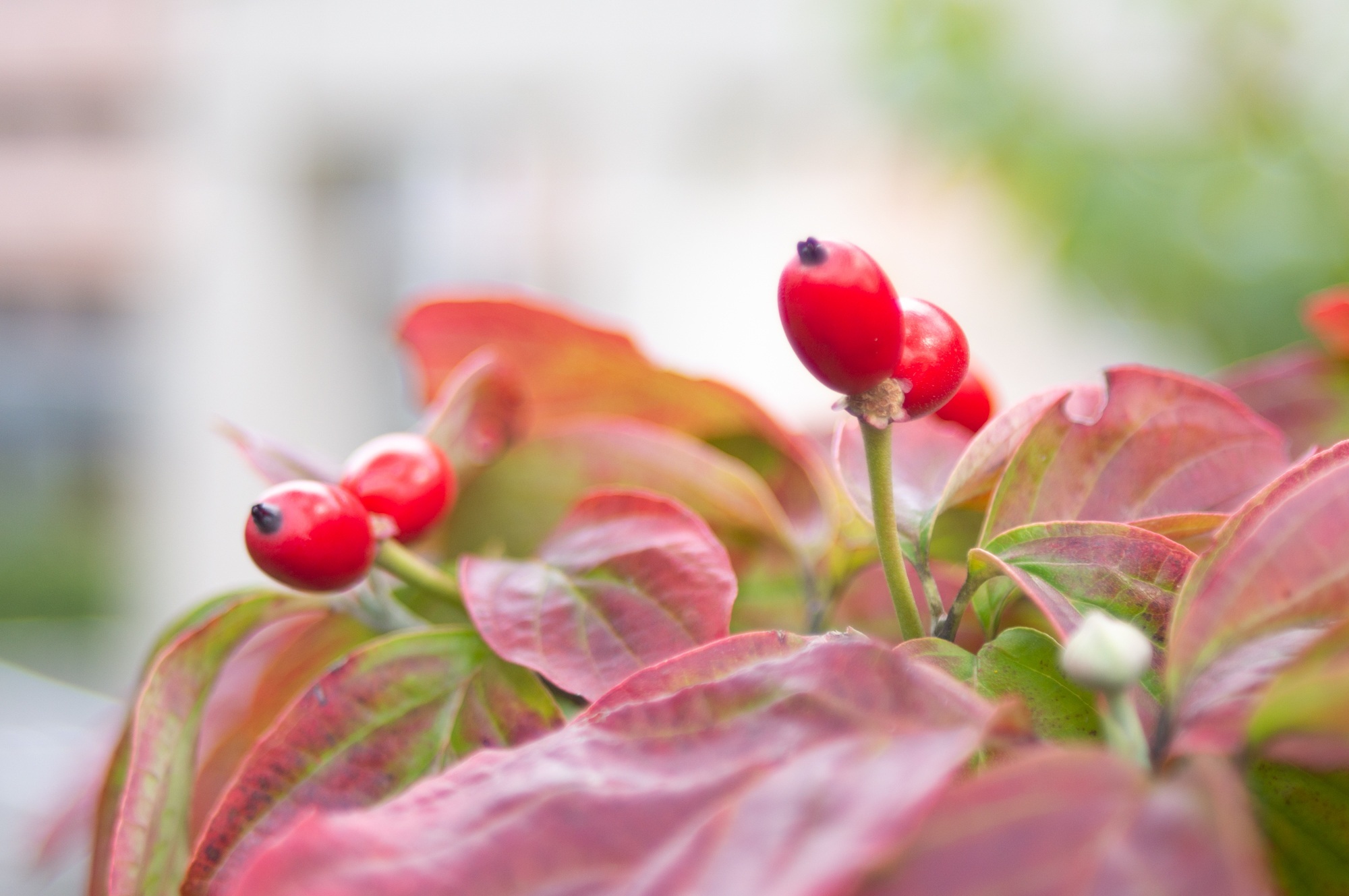 KYOCERA AF 35-70mm 1:3.3-4.5 MACRO でぶらり : 写真機持って街歩き