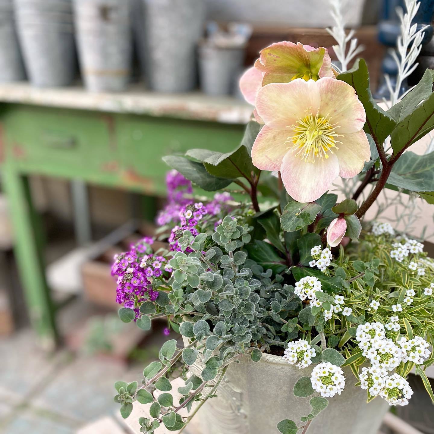 クリスマスローズの寄せ植え : さにべるスタッフblog -Sunny Day's Garden-