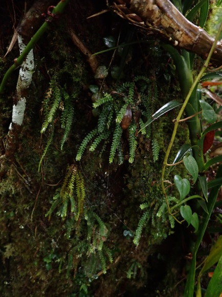 202305Abrodictyum pluma(仮) : コケシノブログ‐苔忍録‐