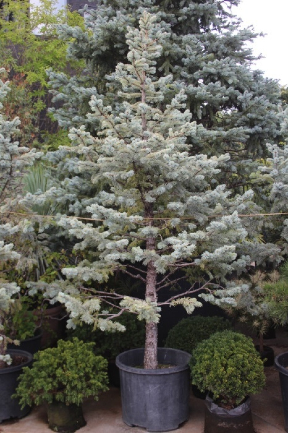 プンゲンストウヒ・ホプシー 輸入苗 美品 美樹形 販売 画像 写真 値段