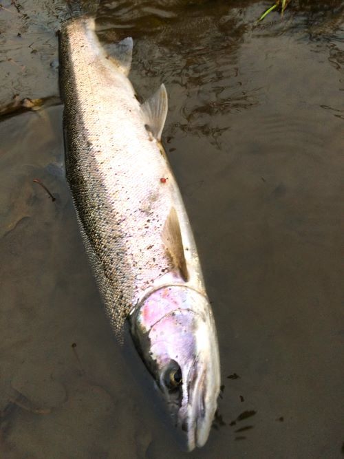 フライフィッシング動画ブログ “クレオール・THE・ムービー”