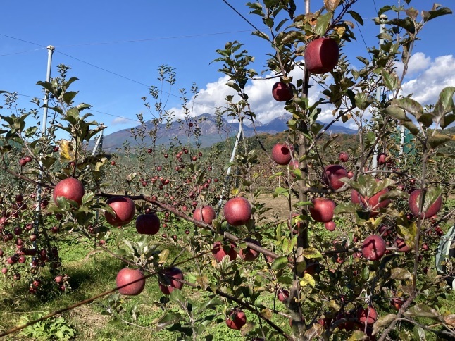 八ヶ岳南麓 津金のりんご狩り : YUKKESCRAP