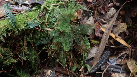 2025年9月ボルネオ島探索…Abrodictyum pluma : コケシノブログ‐苔忍録‐