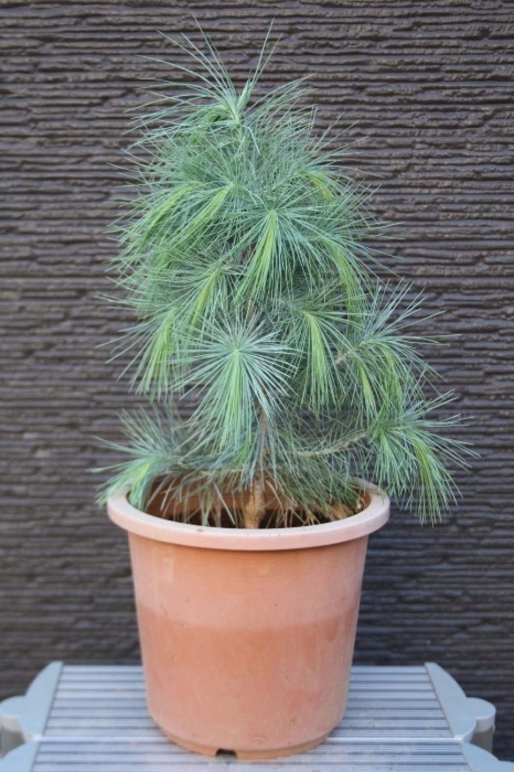 マルチネス ピニョンマツ Pinus maximartinezii 接ぎ木 貴重 希少 販売